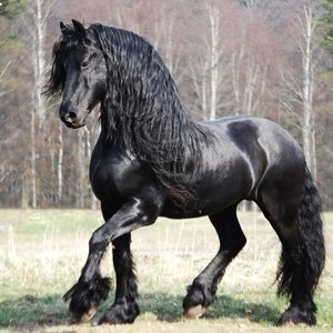 Meet your Posher, Amelia